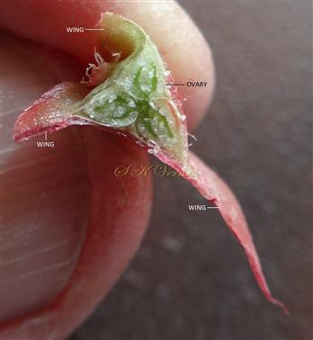  Ovary T.S. ( with 3 unequql wings)